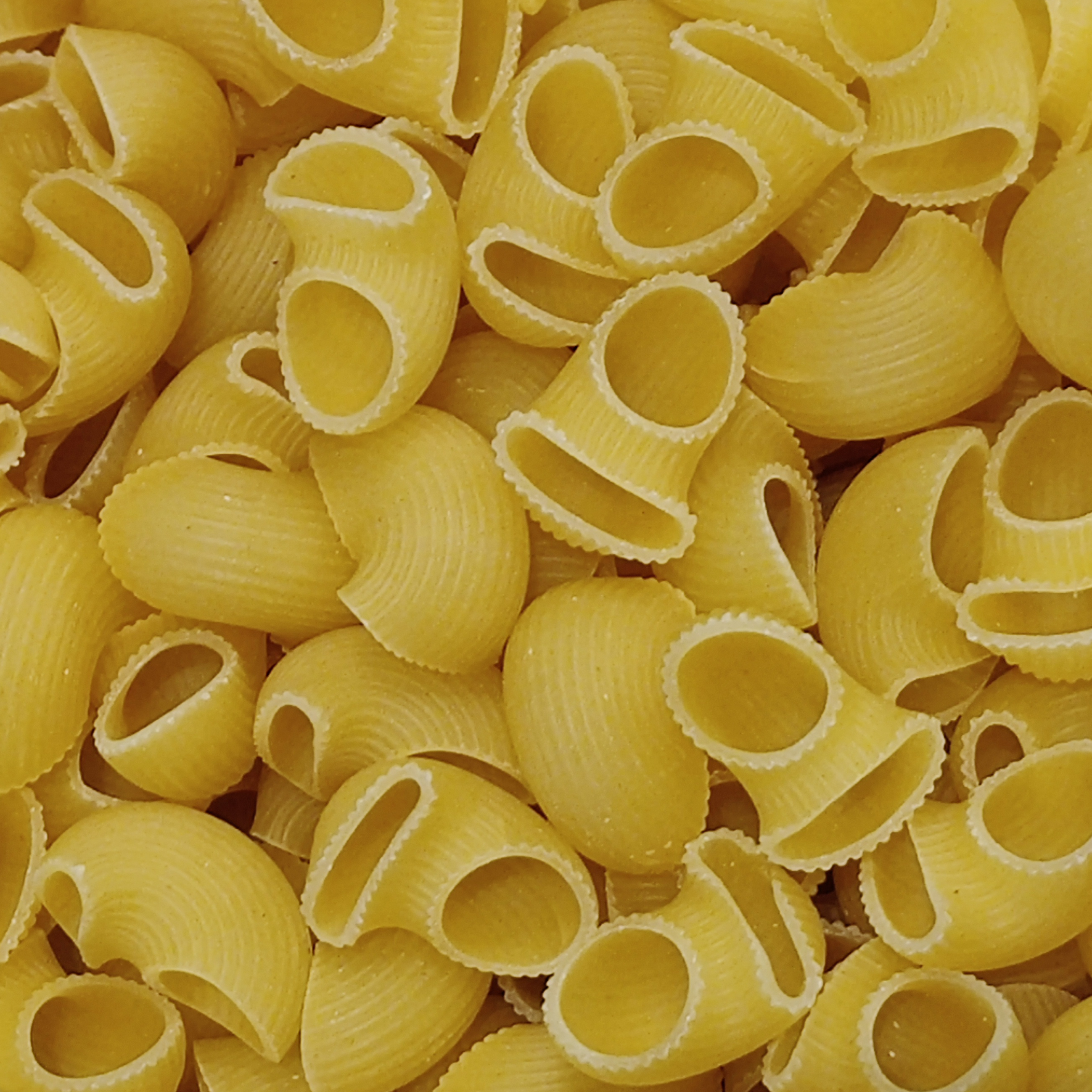 Pasta conchiglie